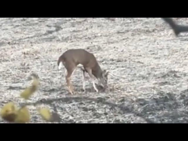 Camping and Hunting Kansas Public-Land Whitetails Part 2!! Bucks are Starting to move!!