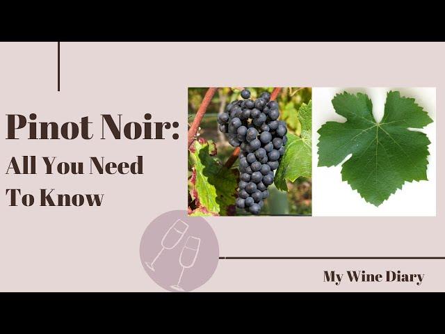 Pinot Noir: All You Need To Know