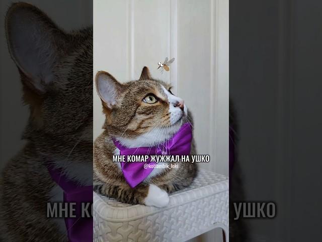 МНЕ КОМАР ЖУЖЖАЛ НА УШКО(ЧАСТУШКИ ОТ КОТЯМБИКА) #юмор #котики #животные