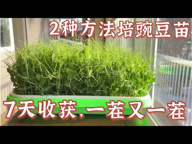 Easy Pea Shoots 2 种方法培出爆盆豌豆苗，7天收获，割了又长