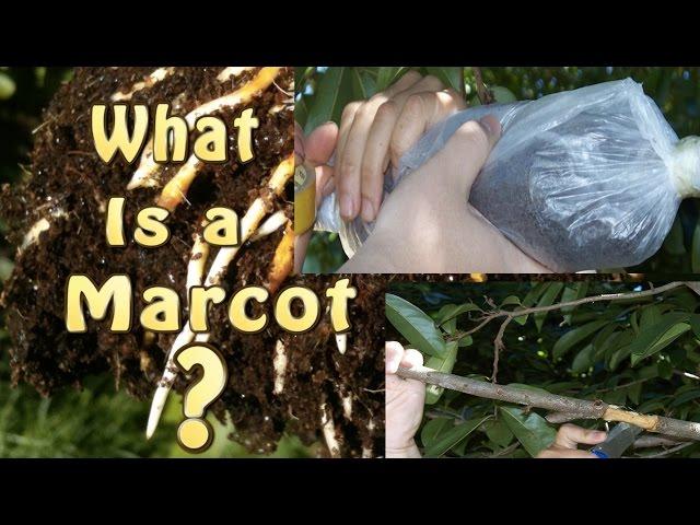 What is a Marcot, Marcotted, Marcotting or Air Layering of Fruit Trees