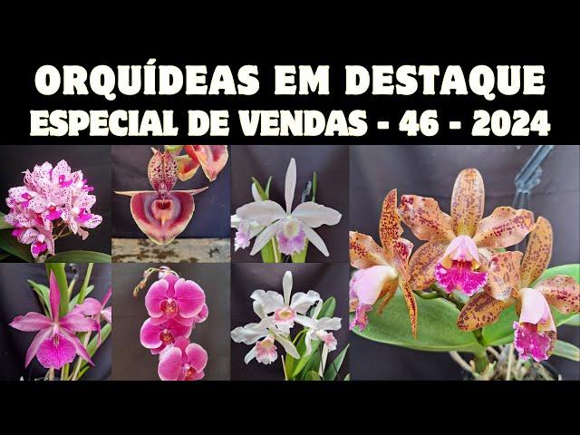 ORQUÍDEAS em DESTAQUE - Especial de Vendas 46 - 2024 - Estamos no mês BLACK FRIDAY - participe!!