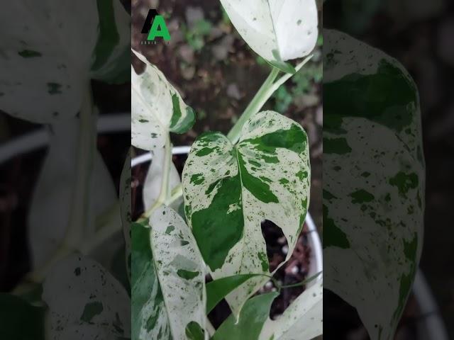 Epipremnum Pinnatum Marble Variegated