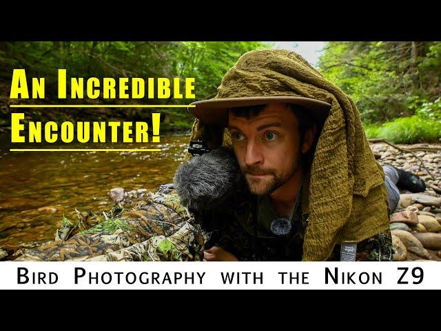 Photographing Waterthrush Part 2: Amazing encounter with Mergansers | Bird Photography with Nikon Z9