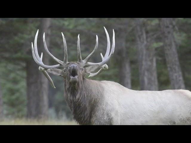 Elk Bugle - Hear the cry of the male elk.