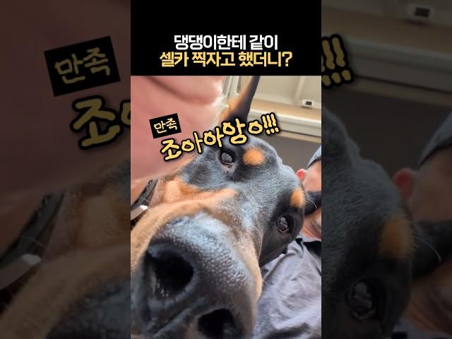 댕댕이한테 같이 셀카 찍자고 했더니? #셀카장인 #셀카맛집