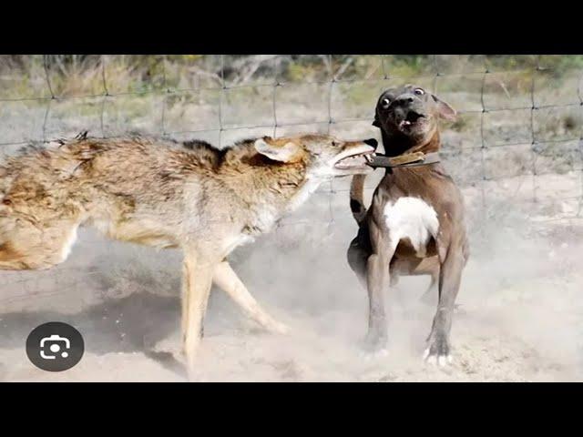 Pitbull Goes Savage On A Coyote!!!