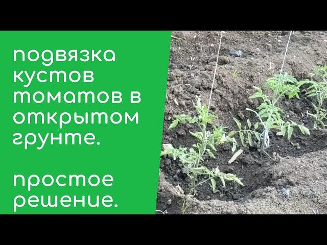 Подвязка кустов томатов в открытом грунте | ПРОСТОЙ СПОСОБ!!!