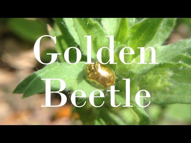 Golden Beetle & Other Strange Insects