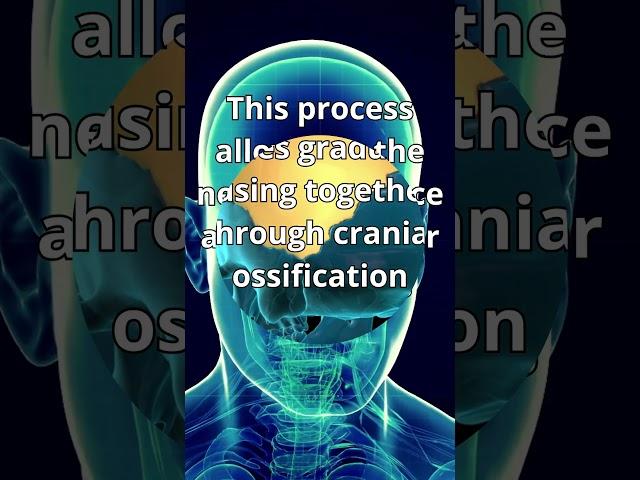 The Remarkable Journey of Skull Formation: Nurturing the Growing Brain in Early Childhood