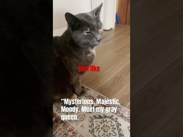 “Gray fur, golden heart.” #cat #lifeisbutadream #cuteanimal #funny #whowillbemylifepartnerta #cute