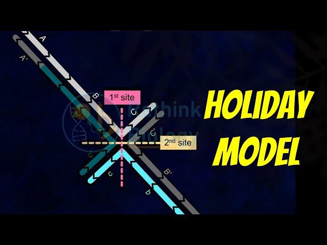 Holliday Model of Recombination Animation