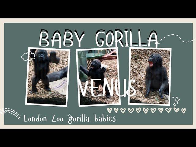 Gorilla baby Venus, at London Zoo