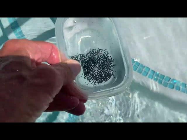 How to get Frog eggs out of my pool!