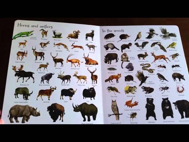 1000 Animals: Usborne Books and More