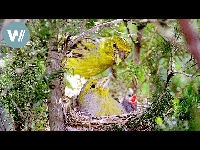 Kanarische Inseln - Heimat der Kanarienvögel | Tiere vor der Kamera (2001) | Folge 37/54