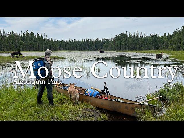 Moose Country - An Algonquin Park Canoe Story