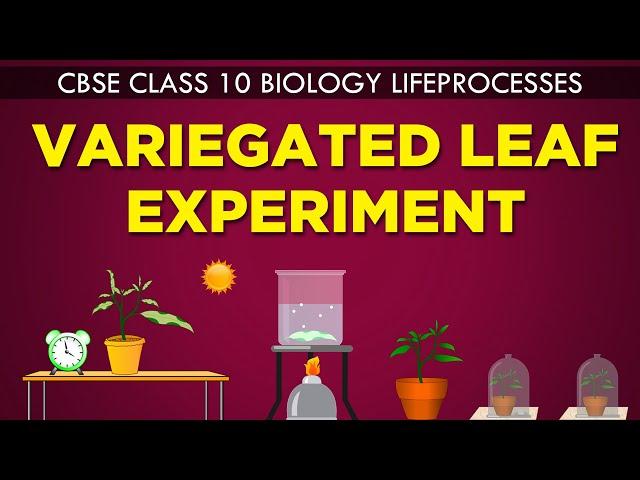 VARIEGATED LEAF EXPERIMENT | LIFE PROCESSES | cbse 10th biology |Ncert Class 10 | CBSE syllabus