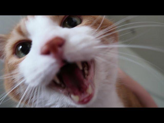 Cat Meowing Compilation