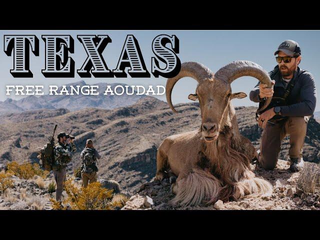 Texas Free Range Aoudad