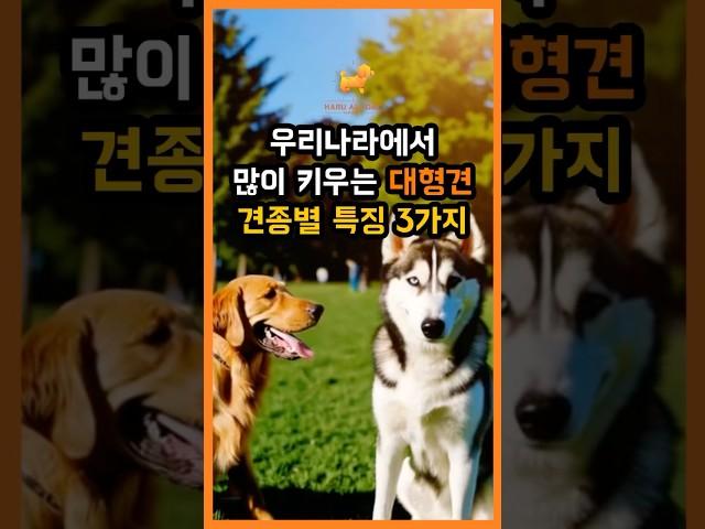 우리나라에서 많이 키우는 대형견 견종별 특징 3가지