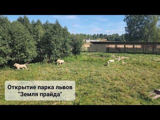 Открытие парка львов "Земля прайда" в Москве. Выпуск львов в саванну!