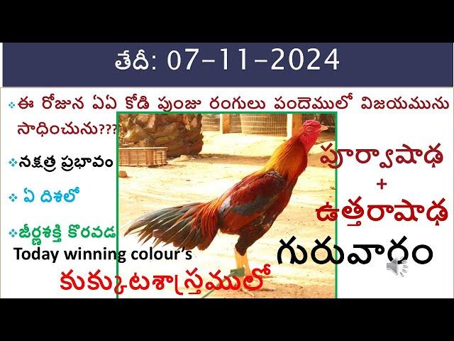 07 Nov 2024 Today winning colours /Today winning colours/vision of kukkuta sastram in colours update