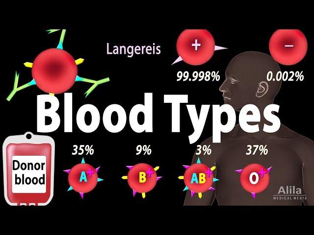 Blood Types, Blood Group Systems and Transfusion Rule, Animation