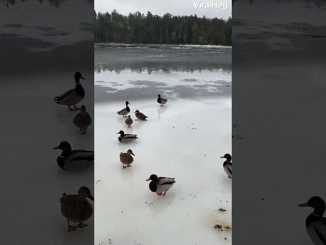 Ducks sliding on frozen lake