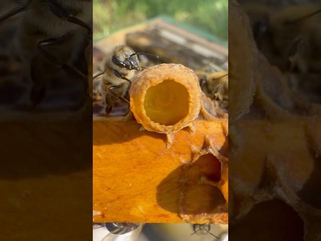 Honey bee Queen cell management