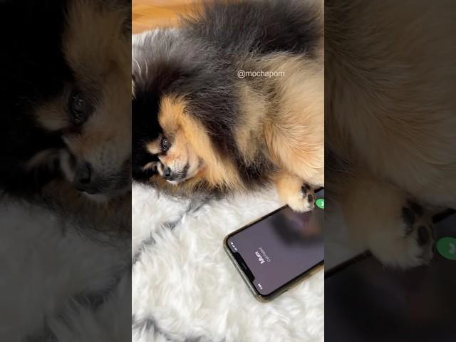 Dog reaction to owner leaving  #pomeranian #dog