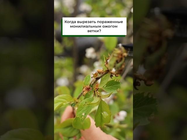 Не откладывайте это до осени! Монилиальный ожог: время для обрезки!