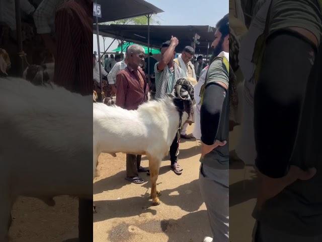 24 MAY 2025 AJMER BAKRA MANDI LIVE UPDATE COVER WITH PRICE RAJASTHAN BIGGEST MANDI