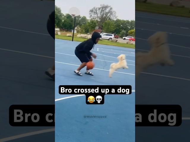 Bro Crossed Up a Dog  #shorts