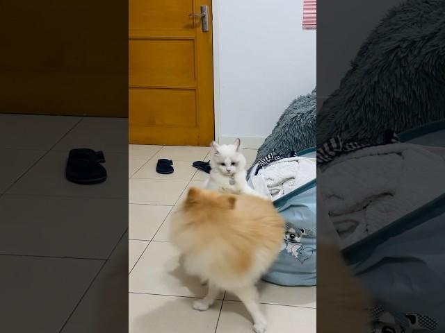 Cat V turned 6 months old today.