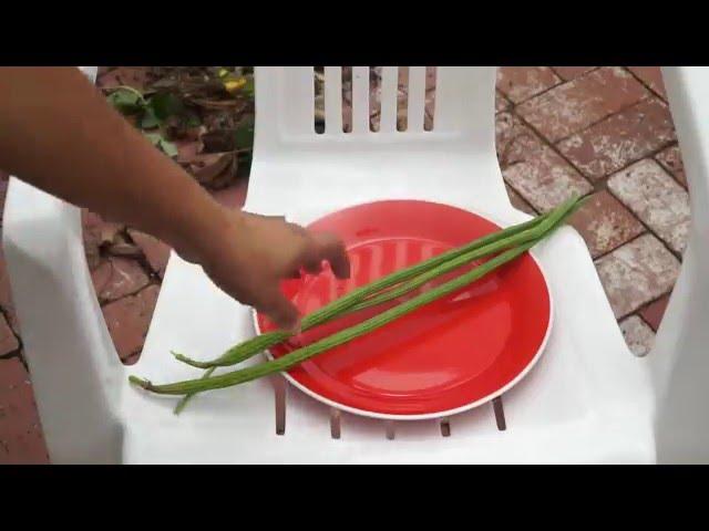 Moringa Leaves & Pods Harvest + 2 Recipes