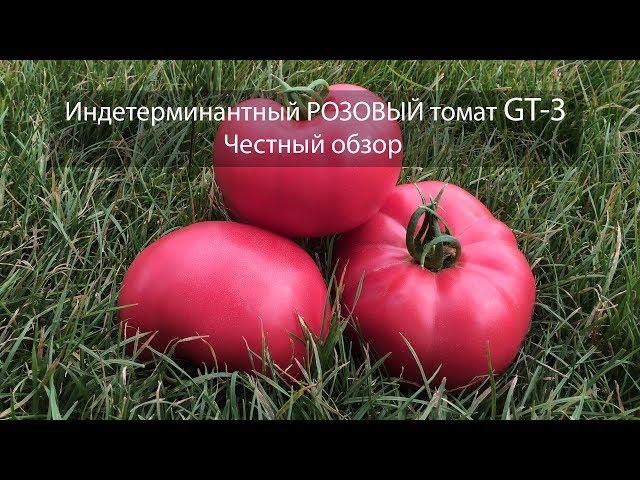 РОЗОВЫЙ томат GT-3. У вас сорвет крышу))), Честный обзор