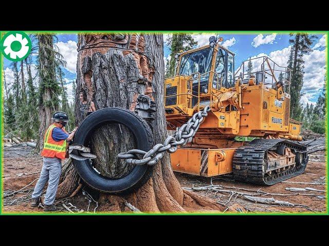 Most Extreme Dangerous Fastest Big Chainsaw Cutting Tree Machines | Best of Month