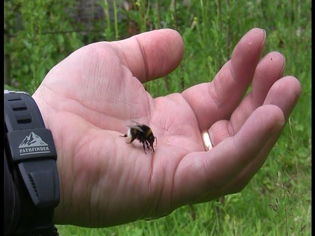 Catch - Feed - Pet - & High Five A Bumble Bee (Drinks Honey From Hand)