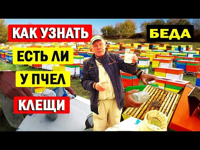 Как Узнать Есть ли У Пчел Клещи Варроа. Как Провести Тест На Наличие Клеща Варроа .