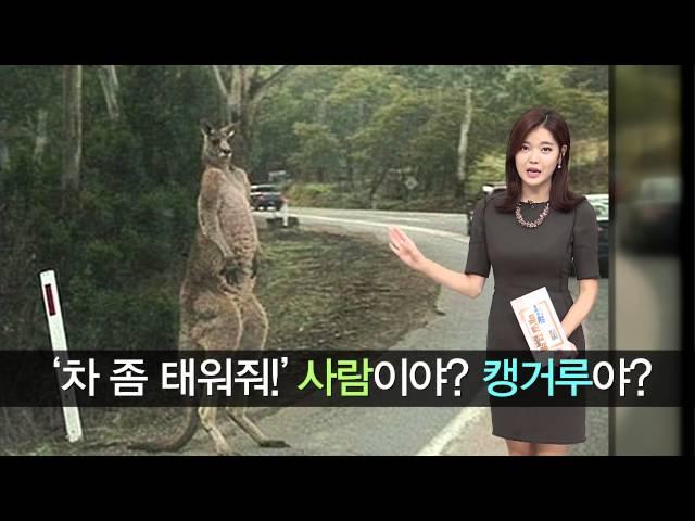 사람이야? 캥거루야? '차 좀 태워줘!' Giant kangaroo is on the road