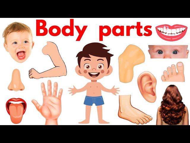 Parts of Body | Body Parts Name | Name of Body Parts in English with Pictures | #bodyparts #Educare