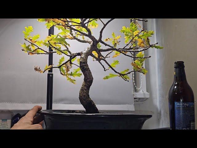 The Elegance of The English Oak Bonsai