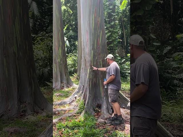 Skittles Tree! Rainbow eucalyptus