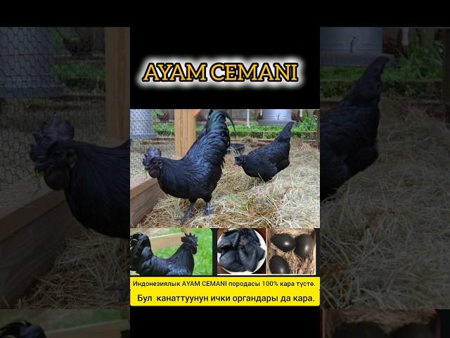 AYAM CEMANI породасы #петух #куры #тоок