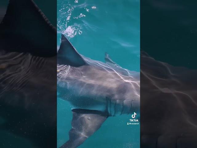 OCEARCH Shark Tagging
