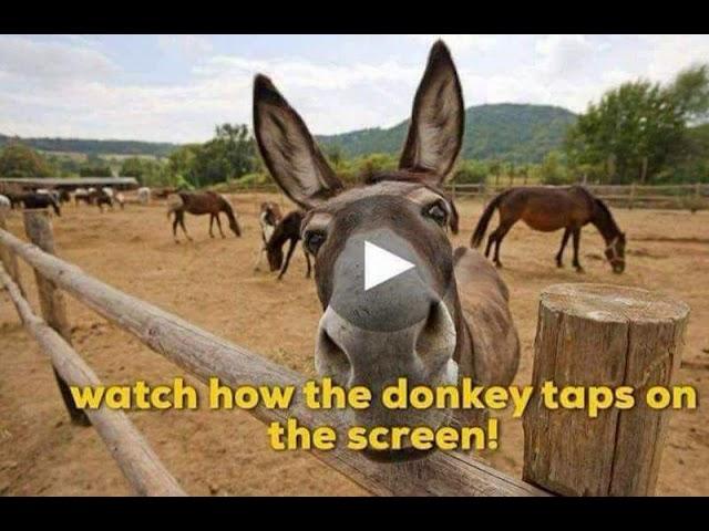 International Donkey Week - Raising awareness for Donkeys