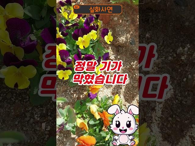 22살 아들이 14살 연상녀와 결혼한다는 말에 기절할뻔 했습니다 #인생사연 #실화사연 #노후사연 #연상