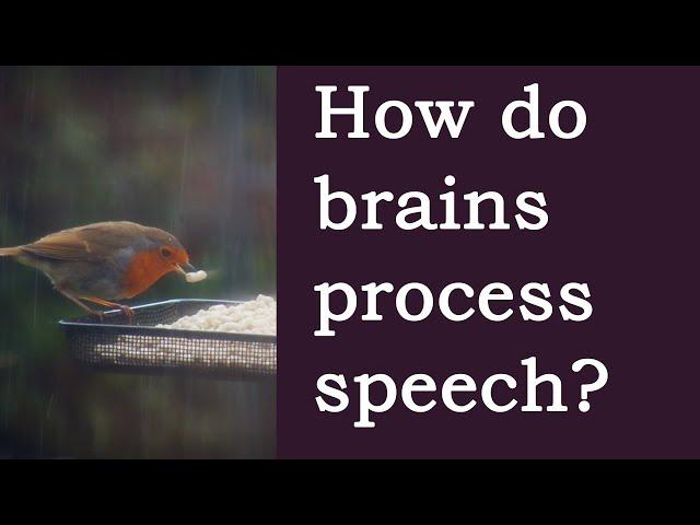 How Does the Brain Understand Speech? An Overview