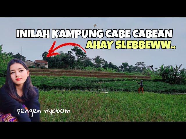 TERJERUMUS DI KAMPUNG CABE CABEAN, PEDESAAN JAWA BARAT, PETUALANGAN ALAM DESAKU